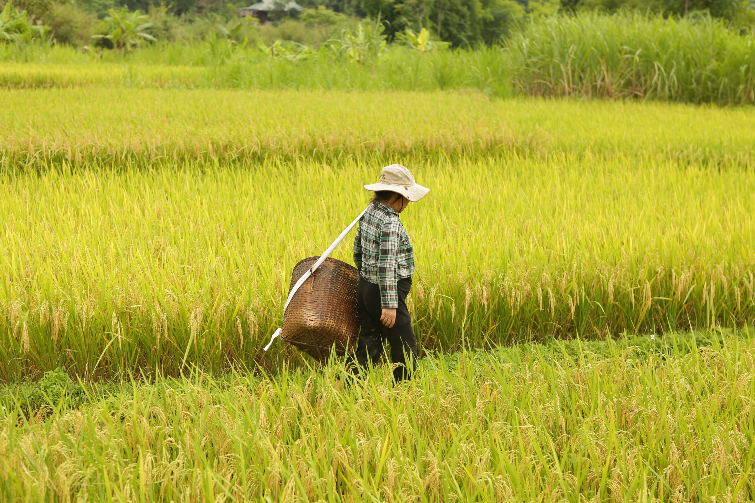 VIETNAM & CAMBOGIA 2024